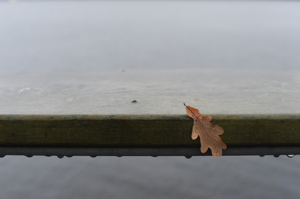 Eklöv på planka. Foto: Marion Sidwall