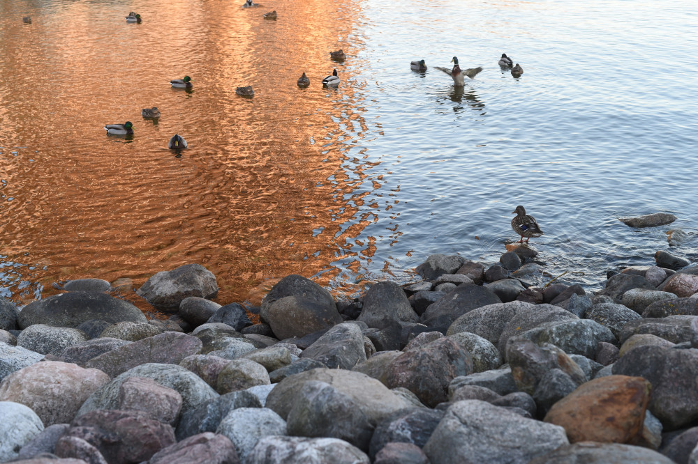 Gräsänder. Foto: Marion Sidwall