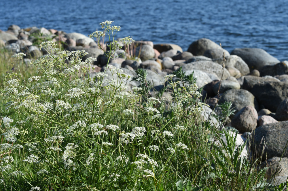 Hundkäx vid Saltsjön. Foto: Marion Sidwall