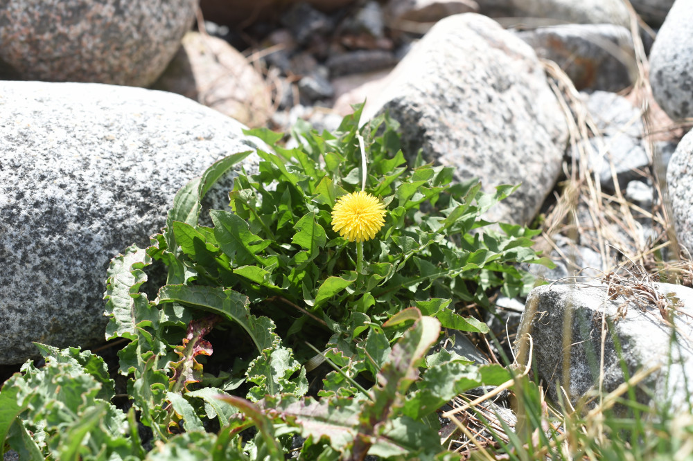 Maskros. Foto: Marion Sidwall